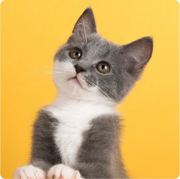 Image Newletter